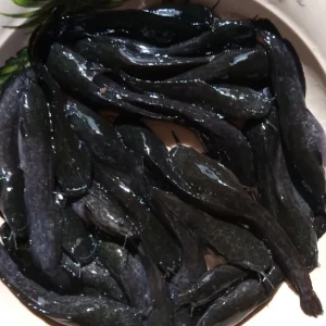 juveniles-bluefish farm